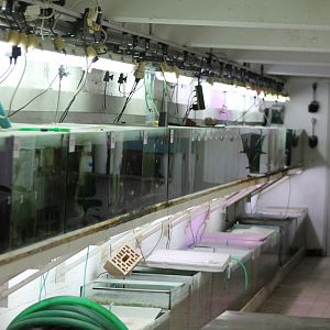 More breeding and raising aquariums