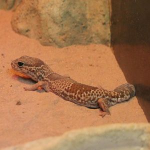 African fat-tailed gecko