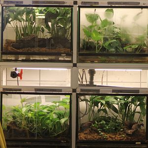 Dart frog-enclosures behind the scenes