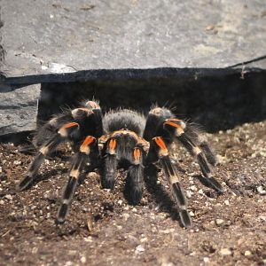 Tarantula behind the scenes