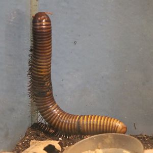 Millipede
