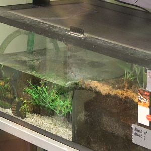 Breeding-enclosure Kaiser's spotted newt behind the scenes