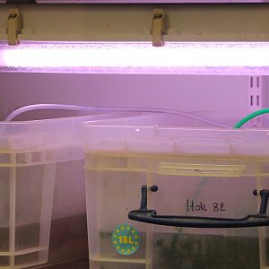 Raising-boxes Kaiser's spotted newts