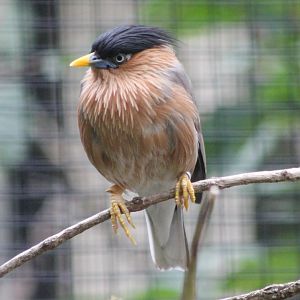 Brahminy starling