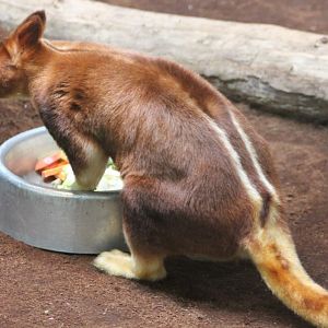 Goodfellow's tree kangaroo