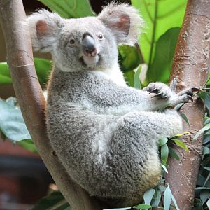 Koala