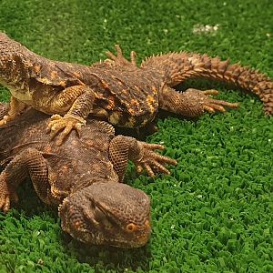 Uromastyx geyri
