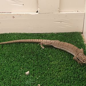 Varanus gilleni - female