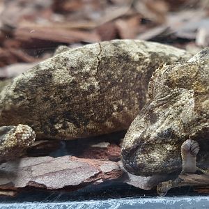 Uroplatus "akenteri"