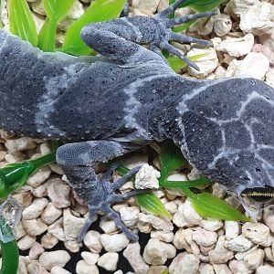 Cyrtodactylus consobrinus