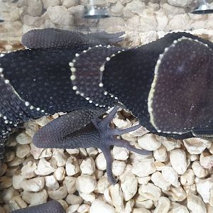 Cyrtodactylus pulchellus