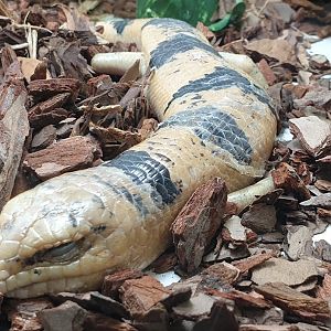 Peter's banded skink - Scincopus fasciatus