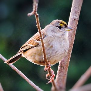 Golden-Crowned Sparrow