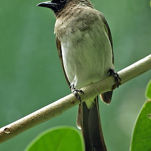 Common Bulbul