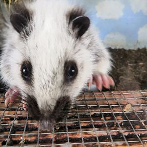 Northern luzon giant cloud rat