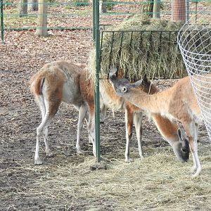 new vicunia exhibition