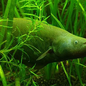 Banded knifefish - Gymnotus carapo