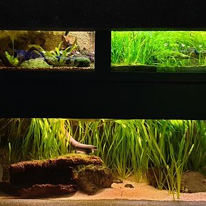 Aquariums Electric fish-species