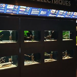 More electric fish-aquariums
