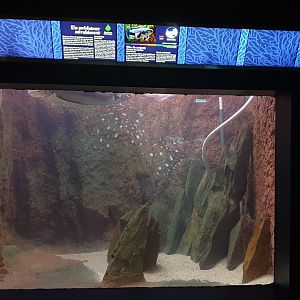 Aquarium Giant snakehead