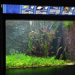 South-East Asian freshwater tank