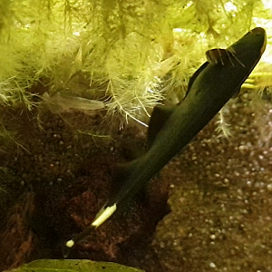 Black ghost knifefish