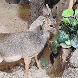 dik dik