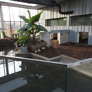 pavilion of pygmy hippos