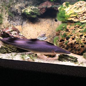 Gymnarchus niloticus