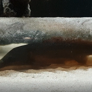 Mormyrus rume hidding in a glass-tube