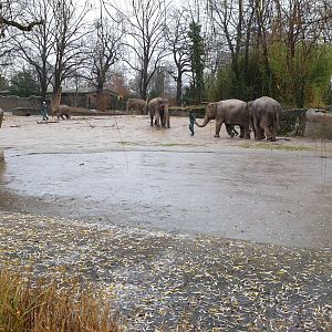 Elephant outdoor-enclosure