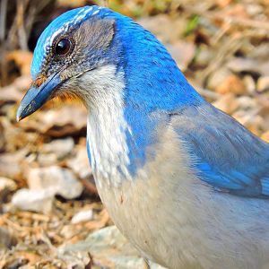 California scrub Jay