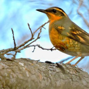 Rare Thrush Visitor!