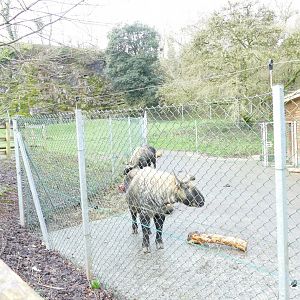 Mishmi Takin in their new home, February 2020