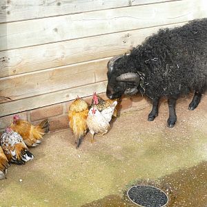 Ouessant ram and Serama chickens, February 2020