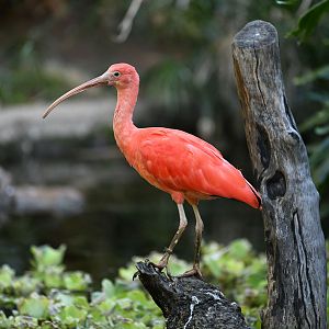 scarlet ibis