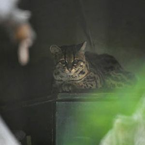 margay