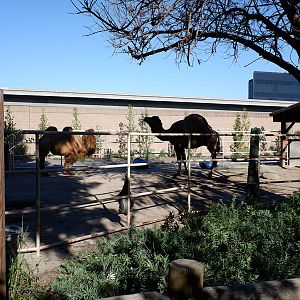 camel yard (2 species)