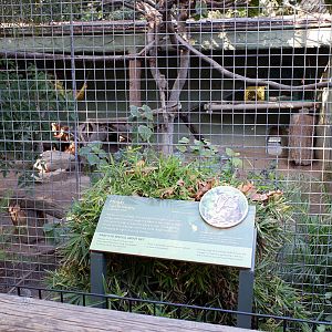 margay exhibit