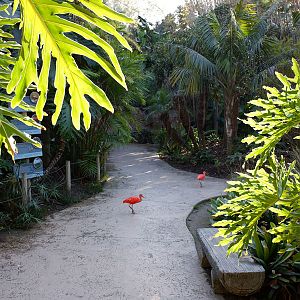south america walk-in aviary