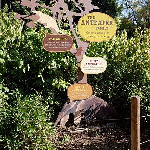anteater species sign