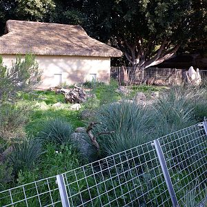giant anteater exhibit