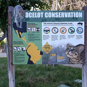 ocelot conservation info