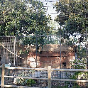 colobus monkey exhibit