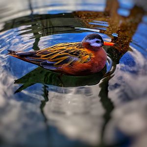 Red Phalarope