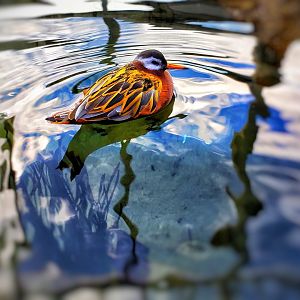 Red Phalarope Chillen!