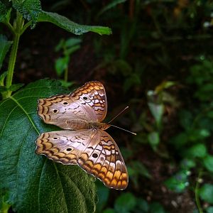 White Peacock Beauty