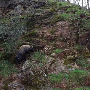 Takin on the cliff face