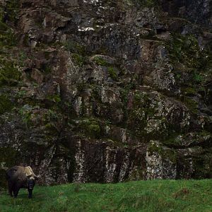 Takin and Cliff face
