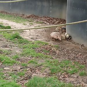 Six-banded Armadillo 18/2/20